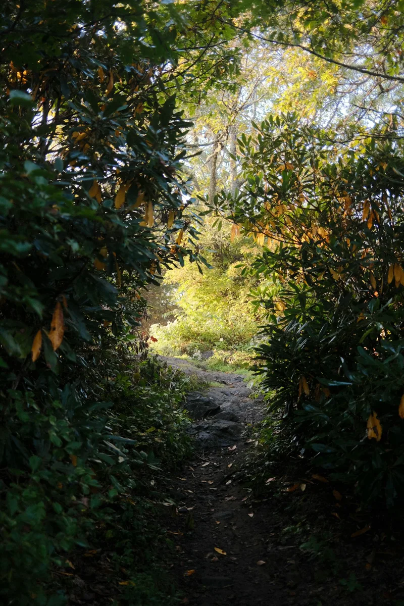 A sunlit woodland path surrounded by green foliage.