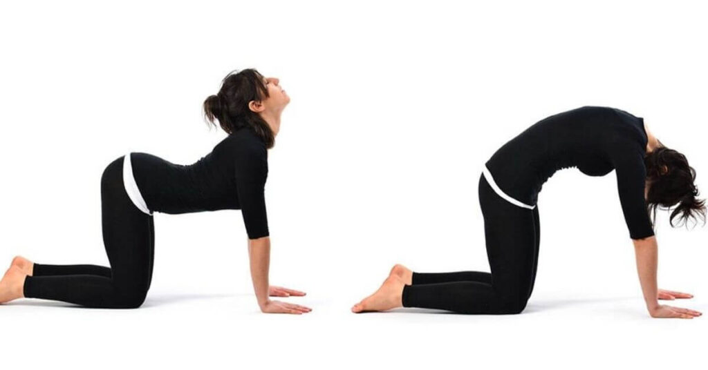The 10 Best Yoga Poses for Back Pain 101 cat cow pose